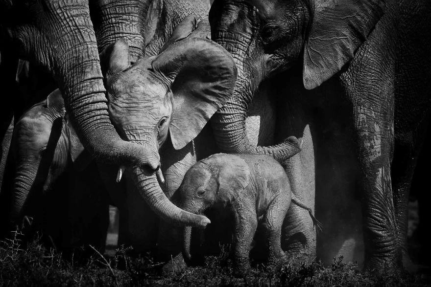 Fotograaf brengt tijd door met olifanten en maakt spectaculaire foto's